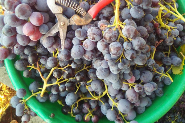 Bild 1 von Weingut Vollmer